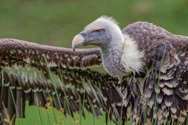 Jones, Adam 아티스트의 Ruppels griffon vulture-Critically endangered species작품입니다.